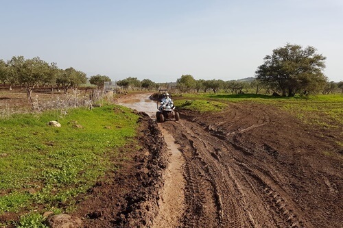 טרקטורוני כלנית